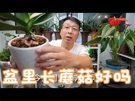 盆栽長香菇風水